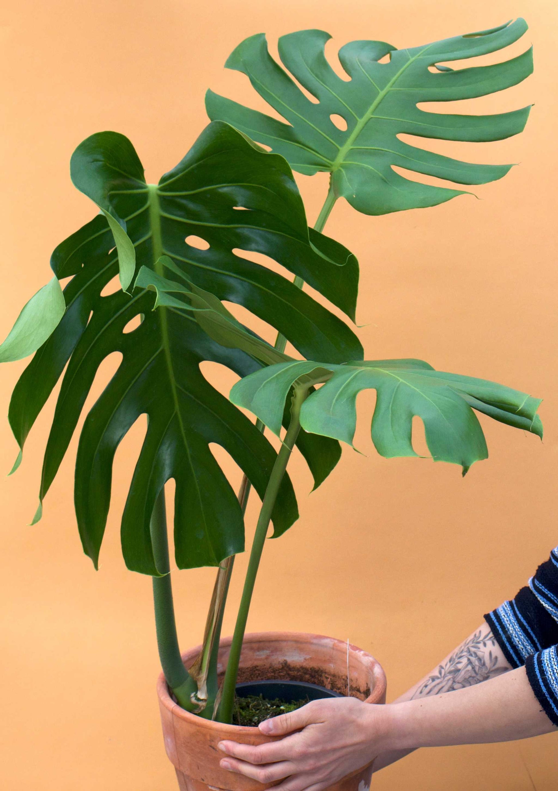 monstera deliciosa etymology Monstera Deliciosa | Buy Unusual Plants Online
