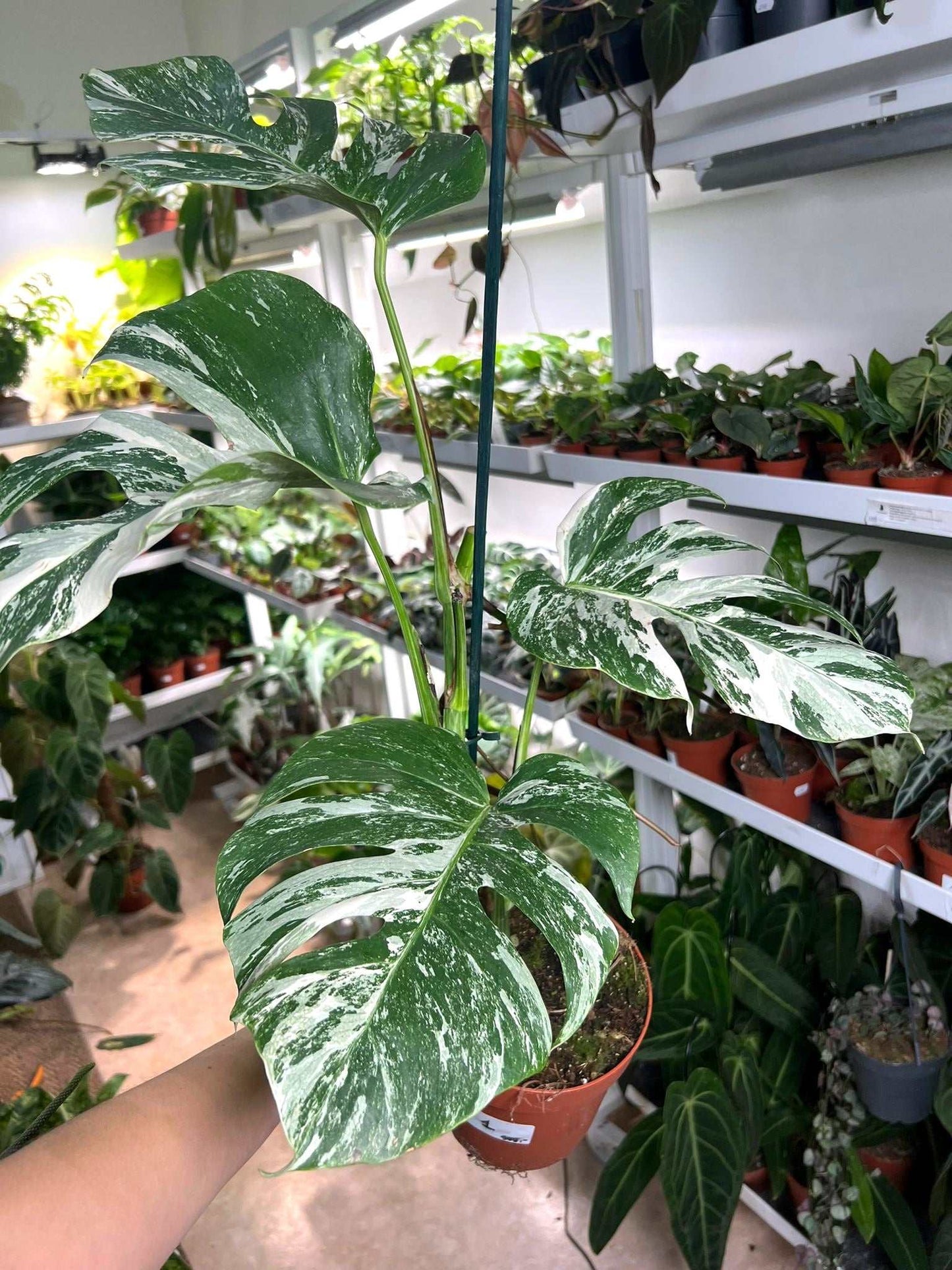 Monstera albo variegata