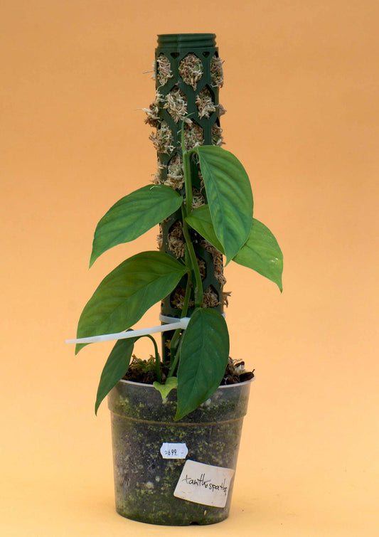 Monstera Xanthospatha