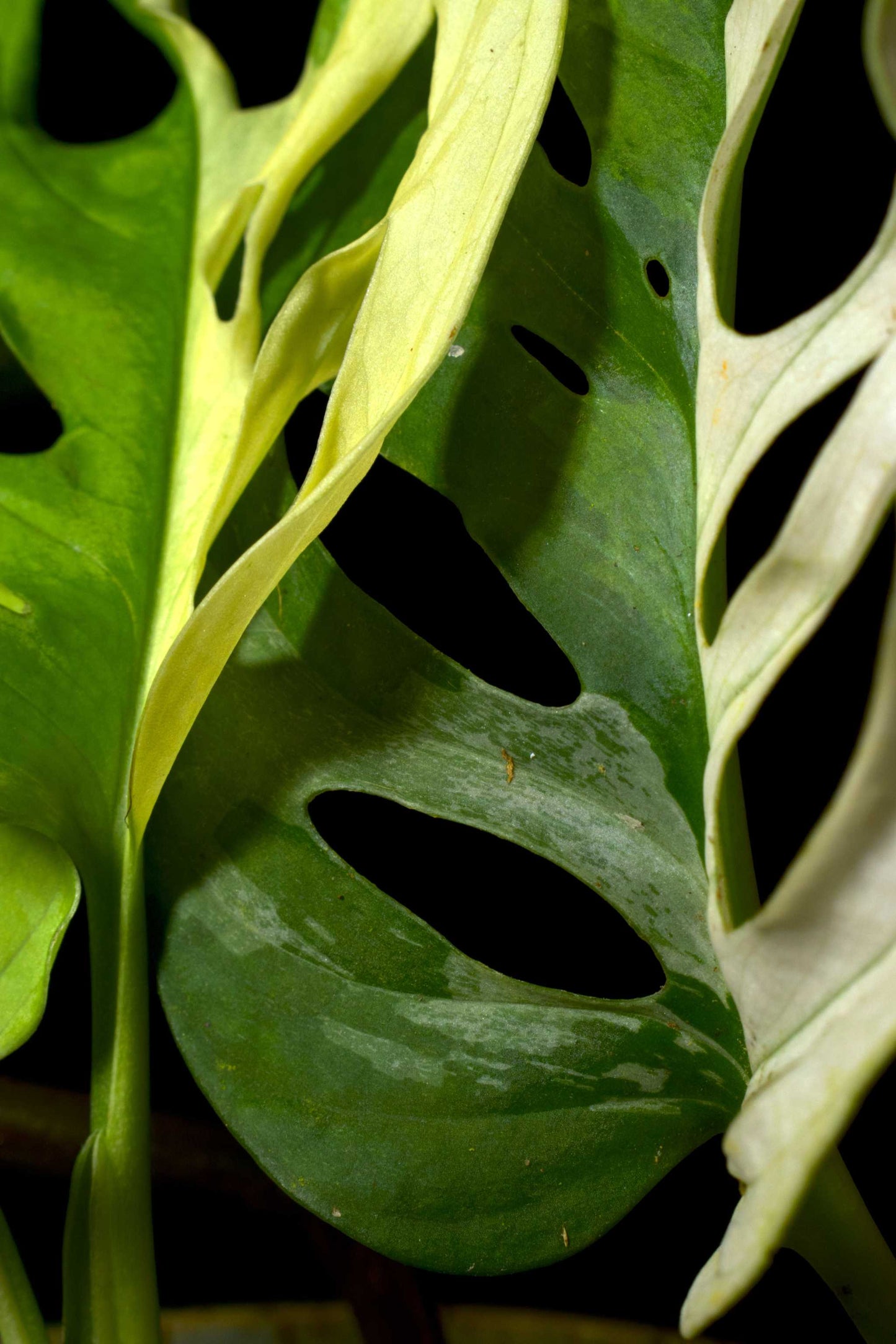 Monstera adansonii albo variegata