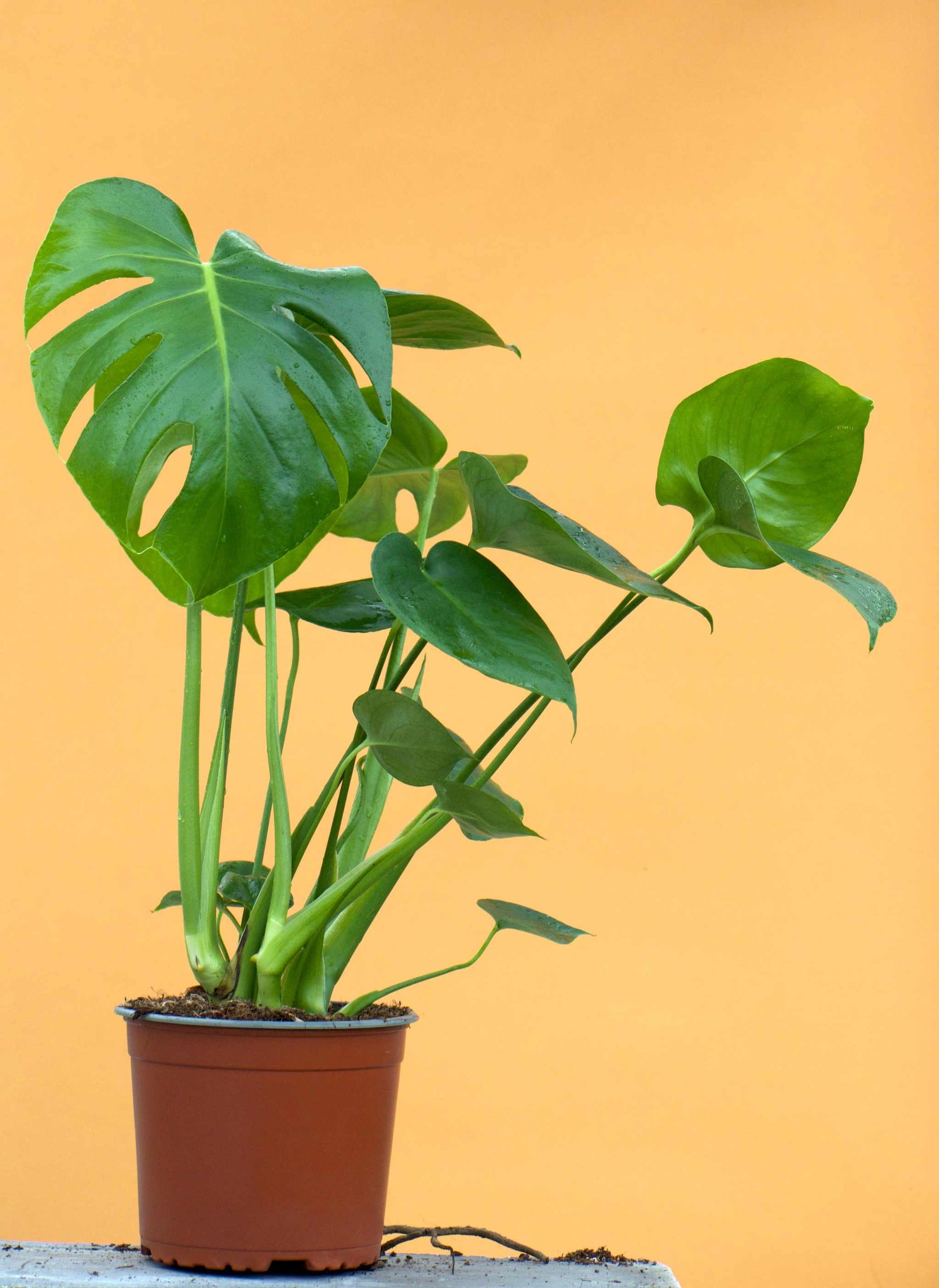 orange monstera Monstera Deliciosa | Buy Unusual Plants Online