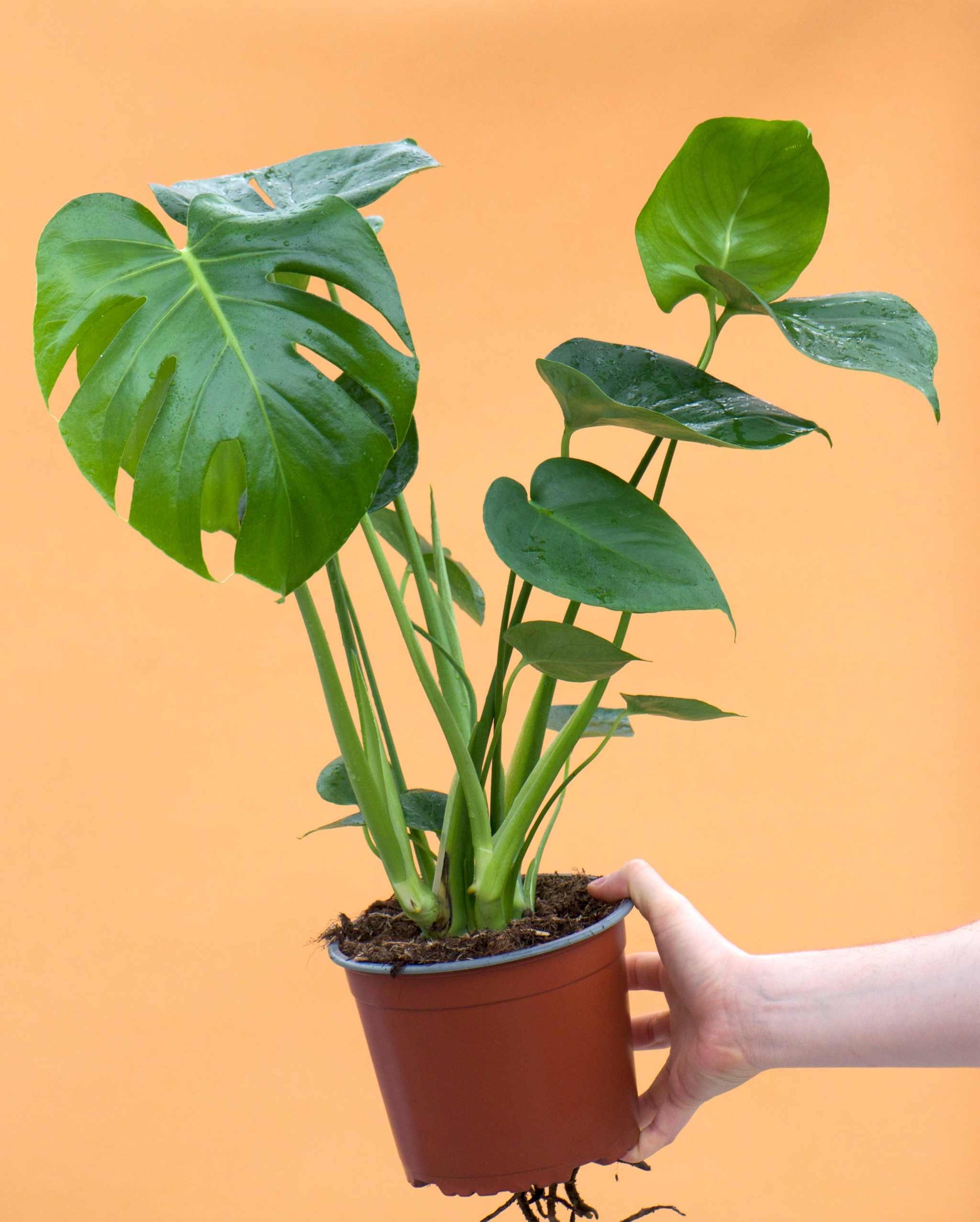 young monstera deliciosa Monstera Deliciosa | Buy Unusual Plants Online