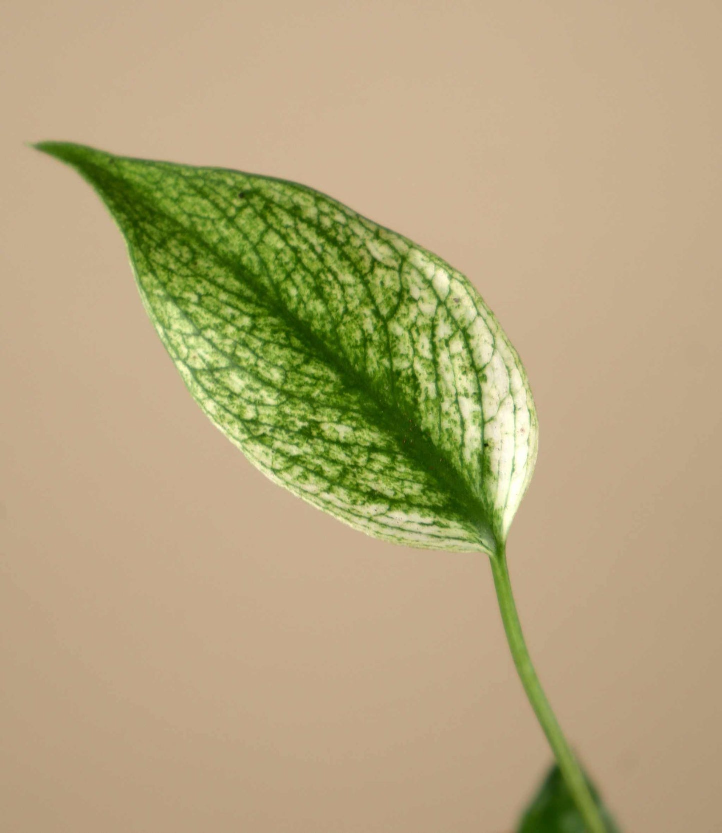 Monstera ‘Devil Monster’