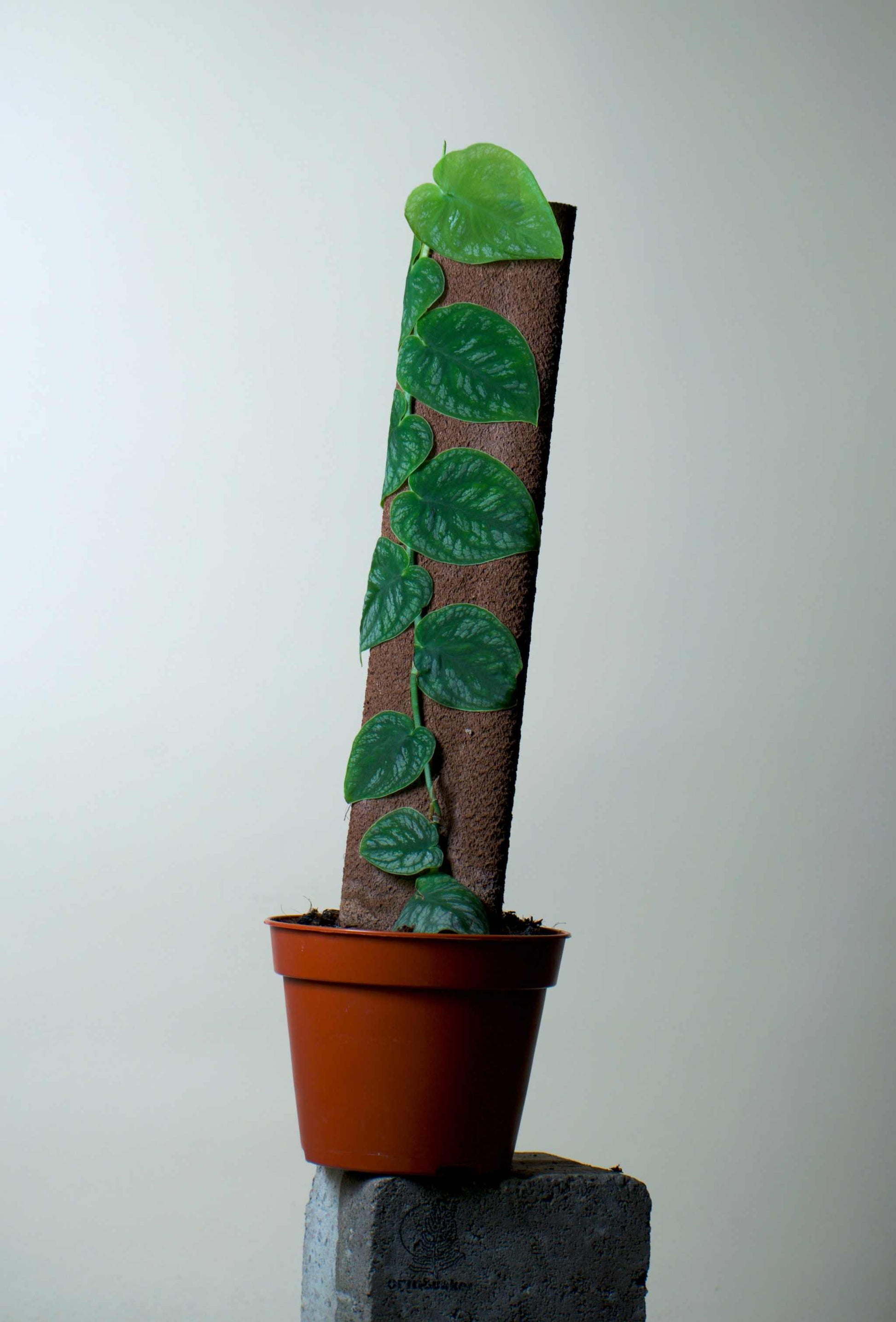 Monstera dubia