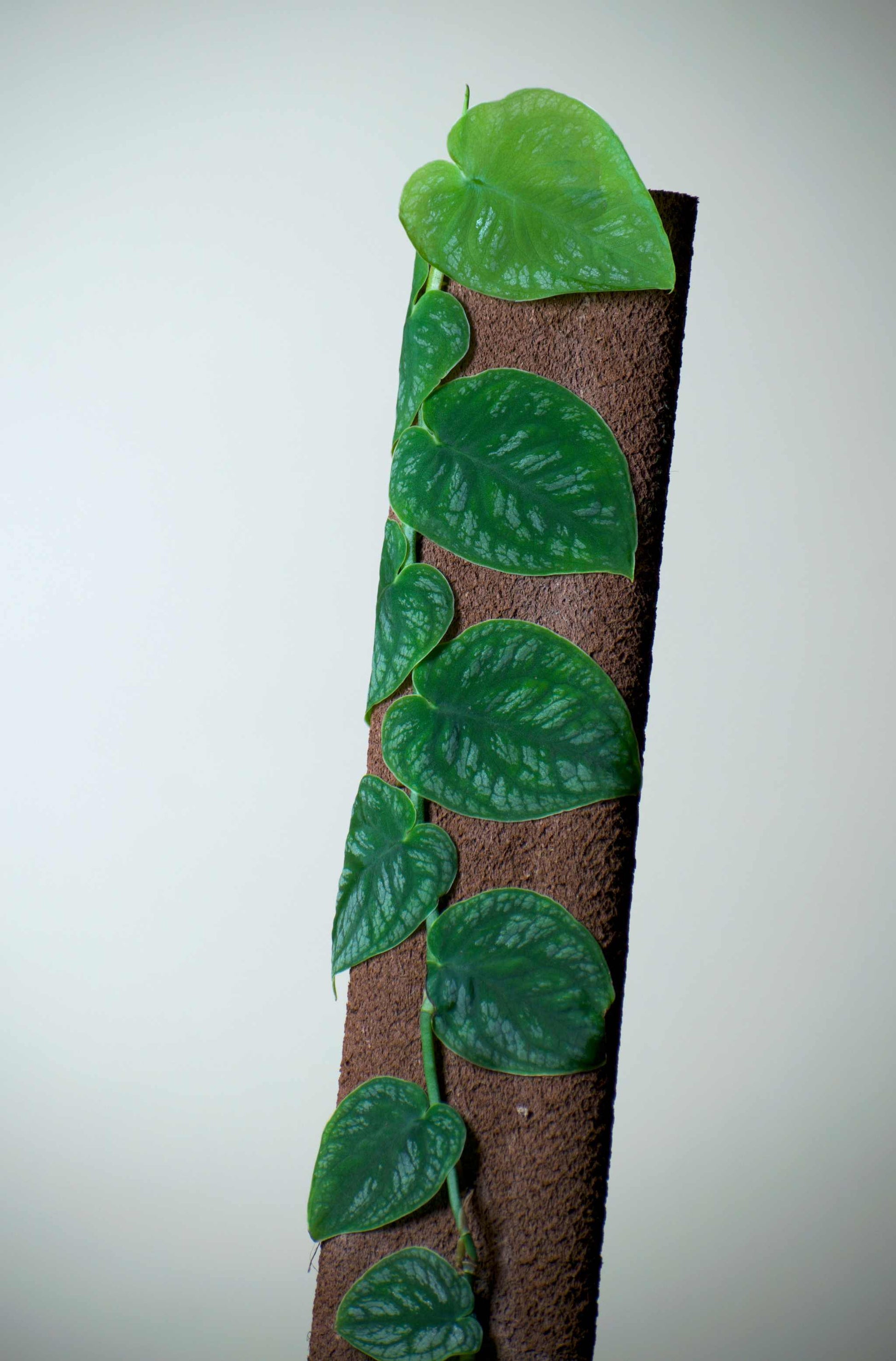 Monstera dubia
