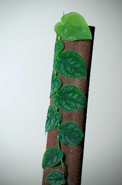 Monstera dubia