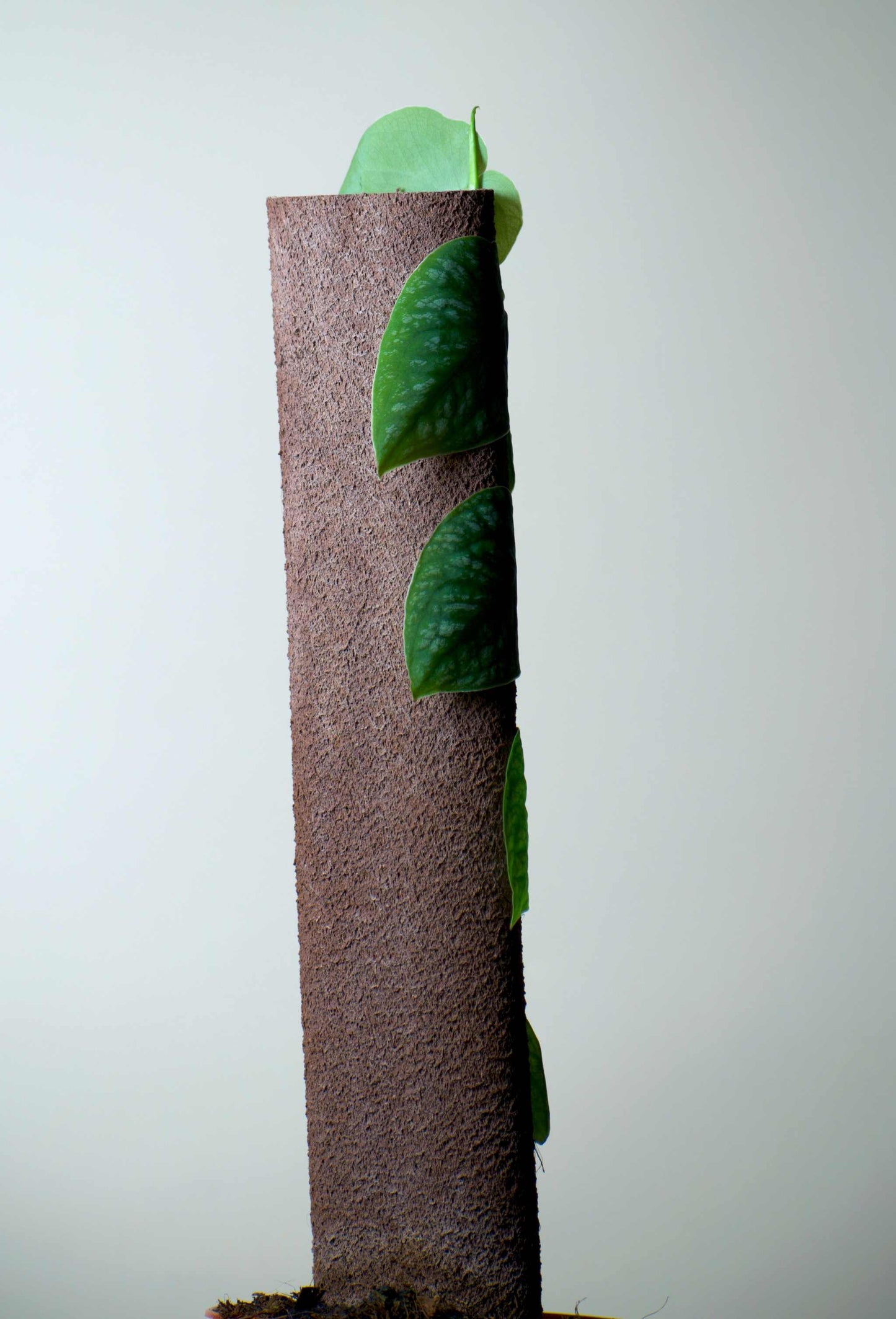 Monstera dubia