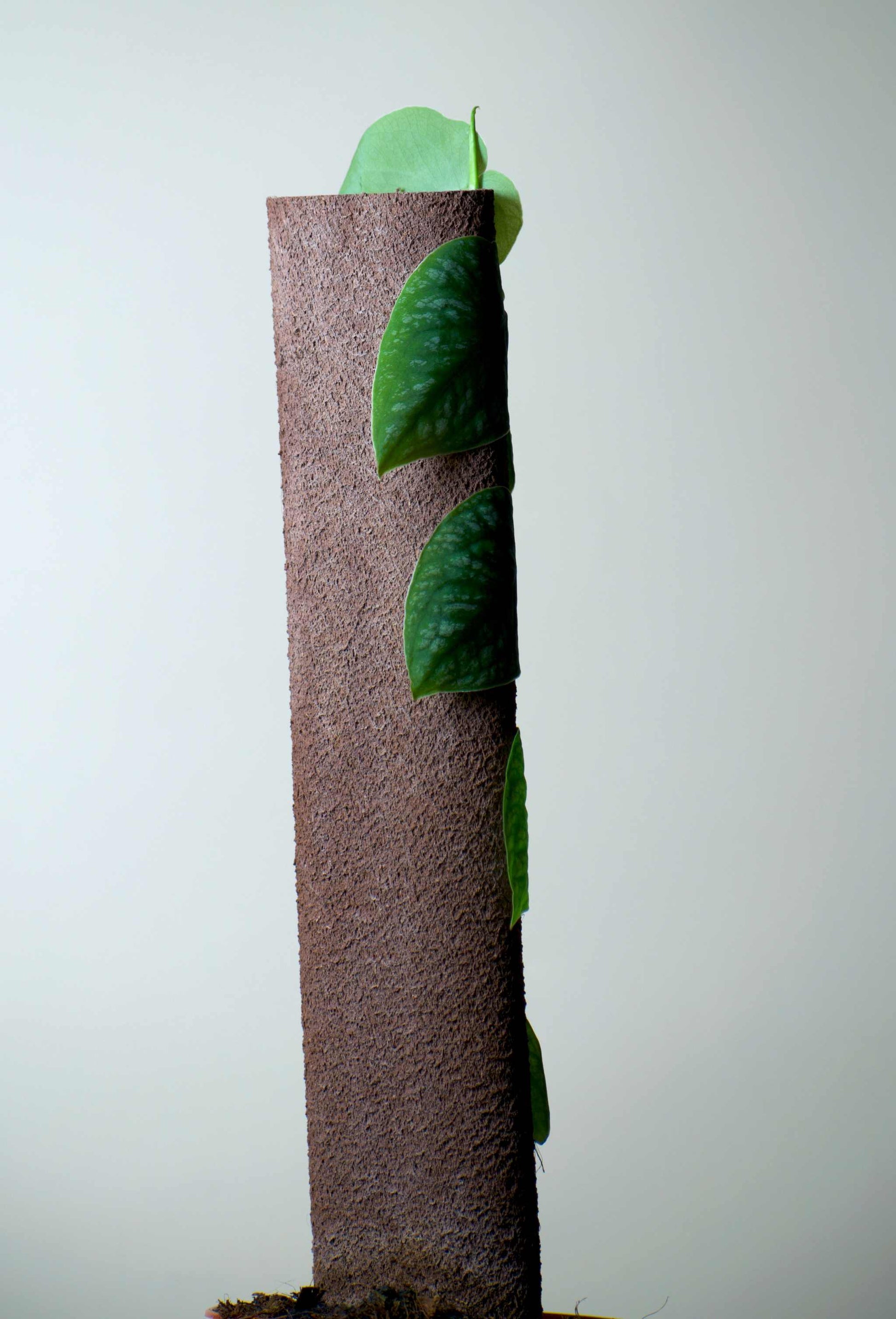 Monstera dubia