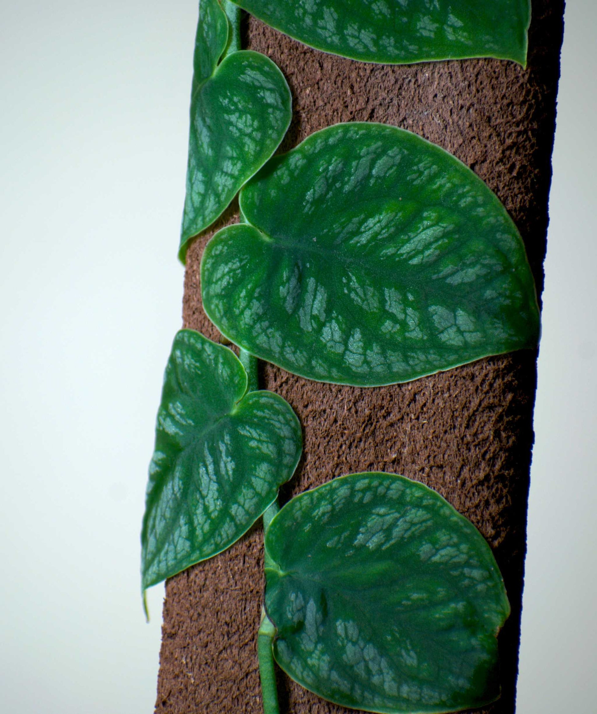 Monstera dubia