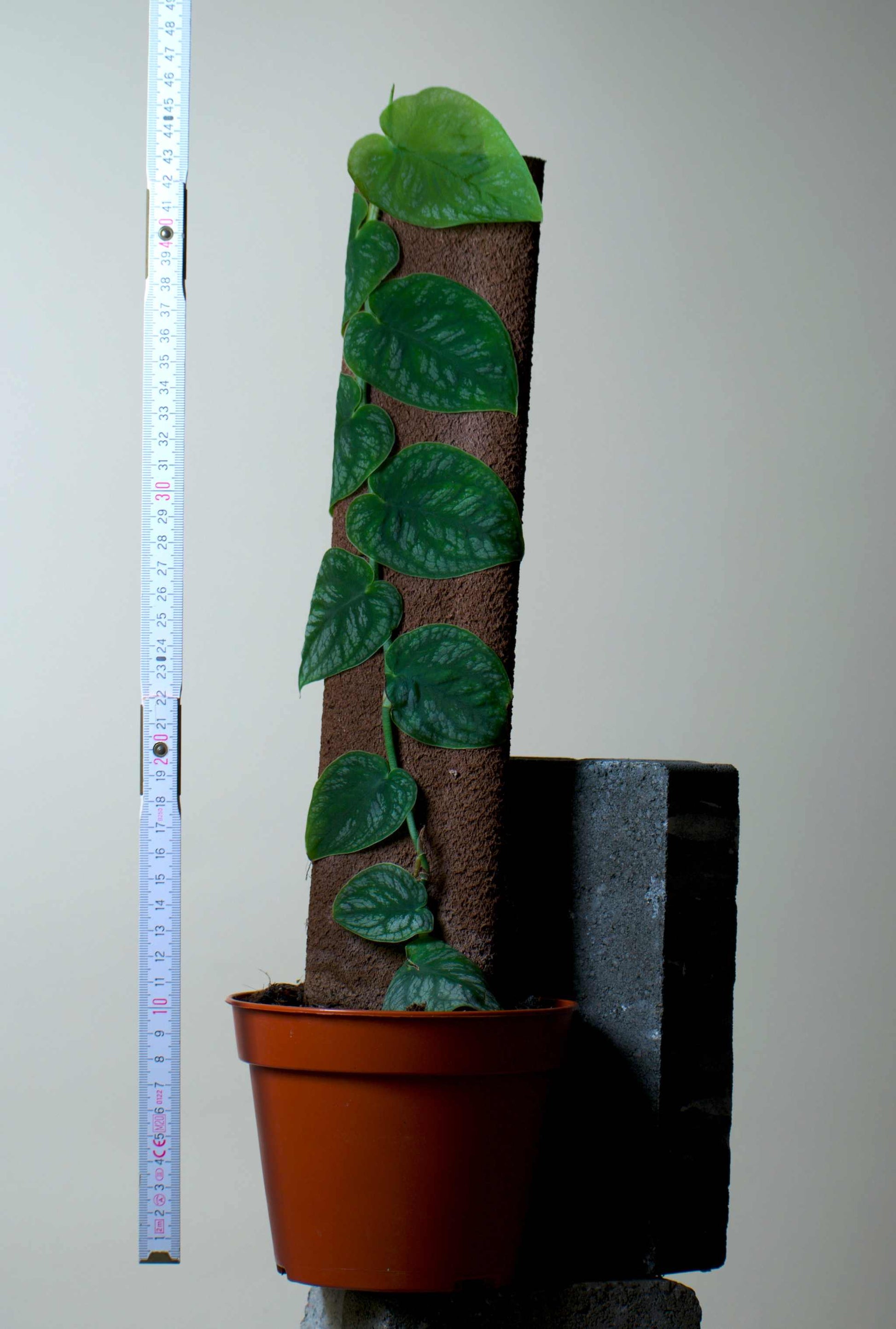 Monstera dubia