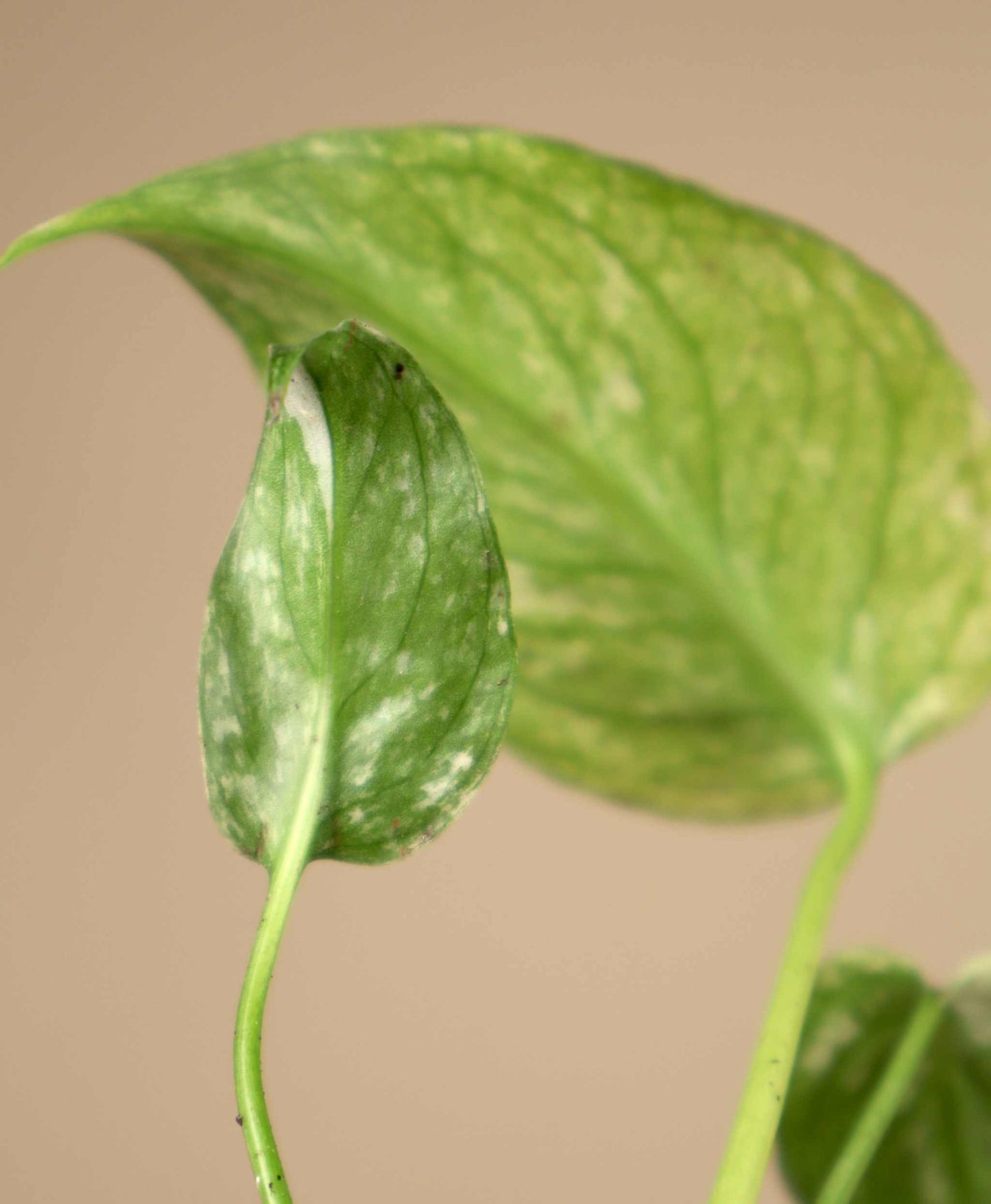 Monstera deliciosa Mint