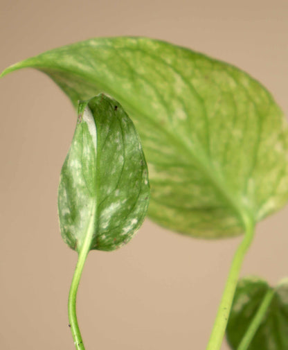Monstera deliciosa Mint