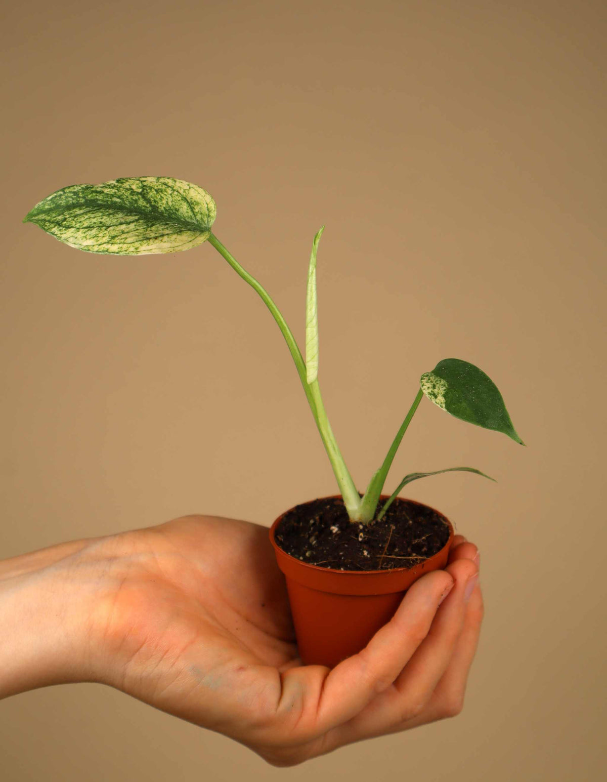 Monstera deliciosa Mint