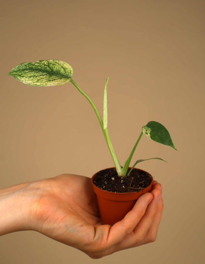 Monstera deliciosa Mint