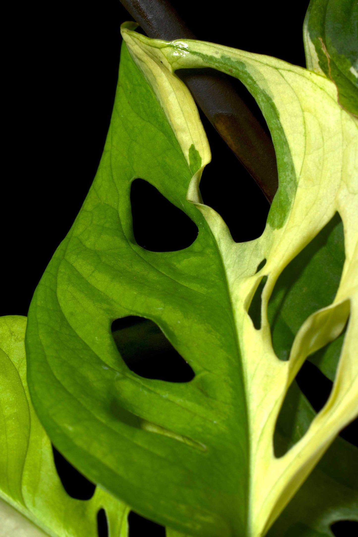 Monstera adansonii albo variegata