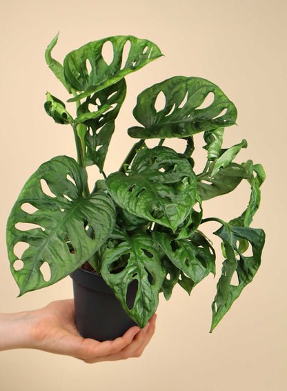 Monstera adansonii 'Monkey mask'