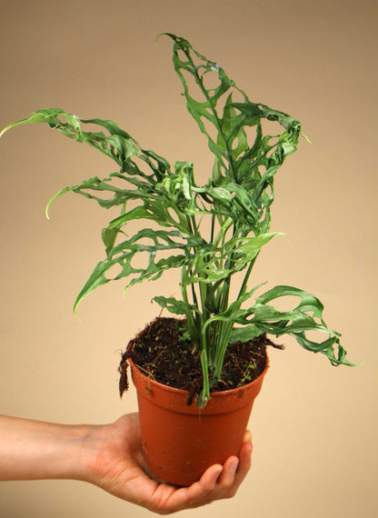 Monstera obliqua 'Peru'