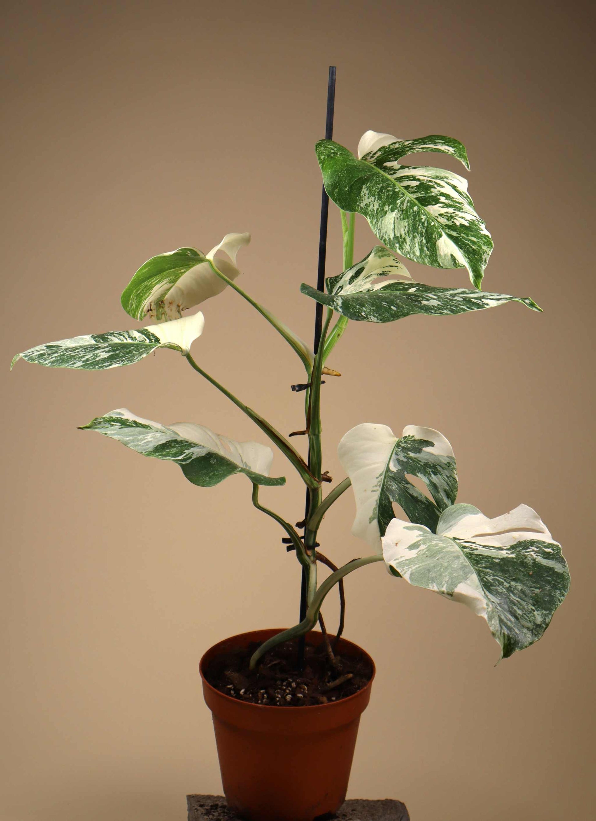 monstera albo plant for sale Monstera Albo Variegata For Sale Online