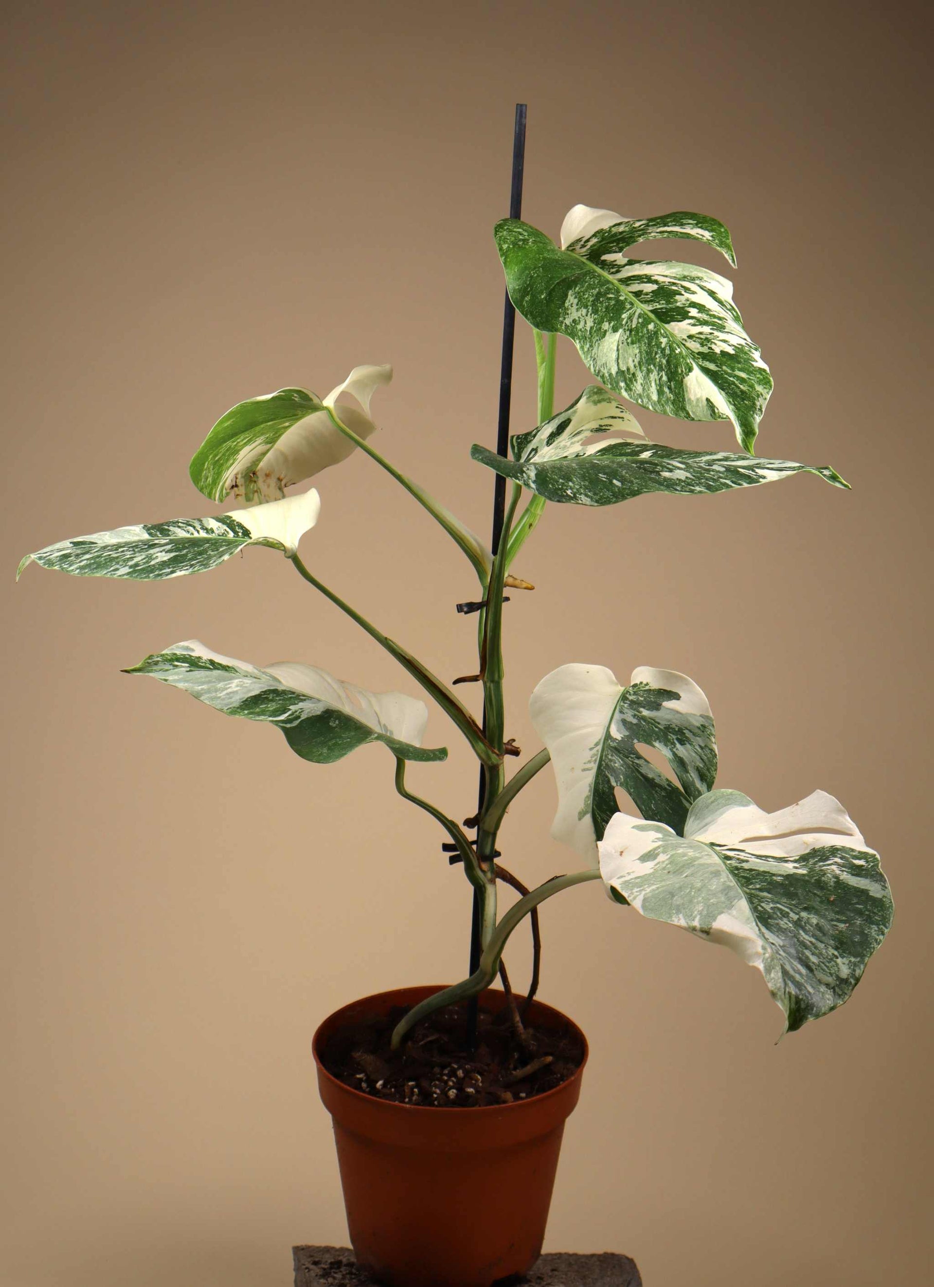 Monstera Albo Variegata For Sale Online