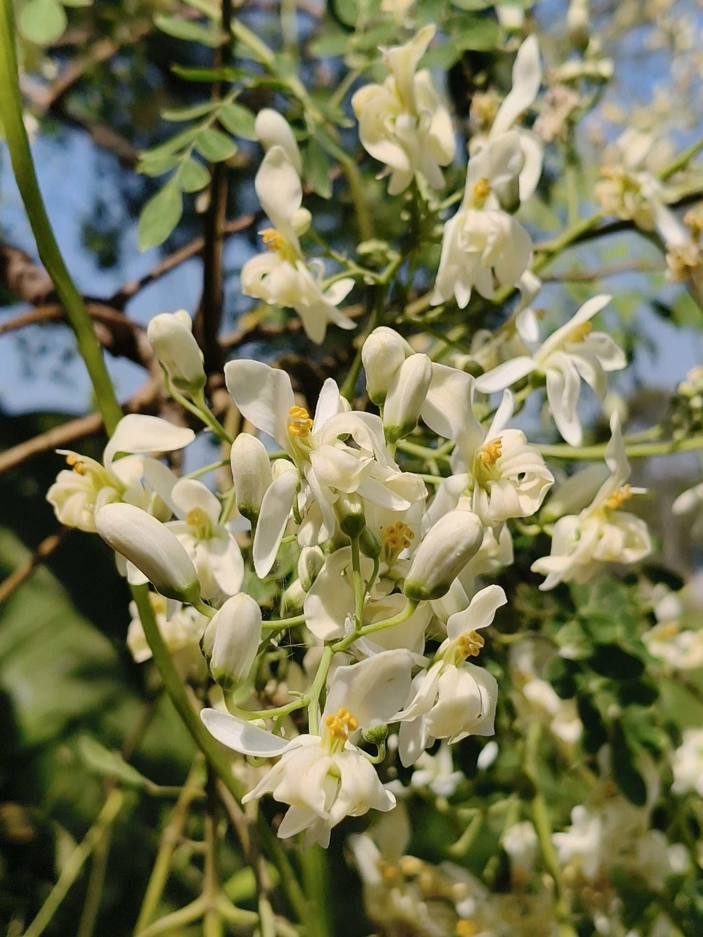 Moringa oleifera | Pepparrotsträd