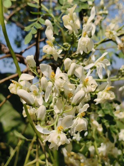 Moringa oleifera | Pepparrotsträd