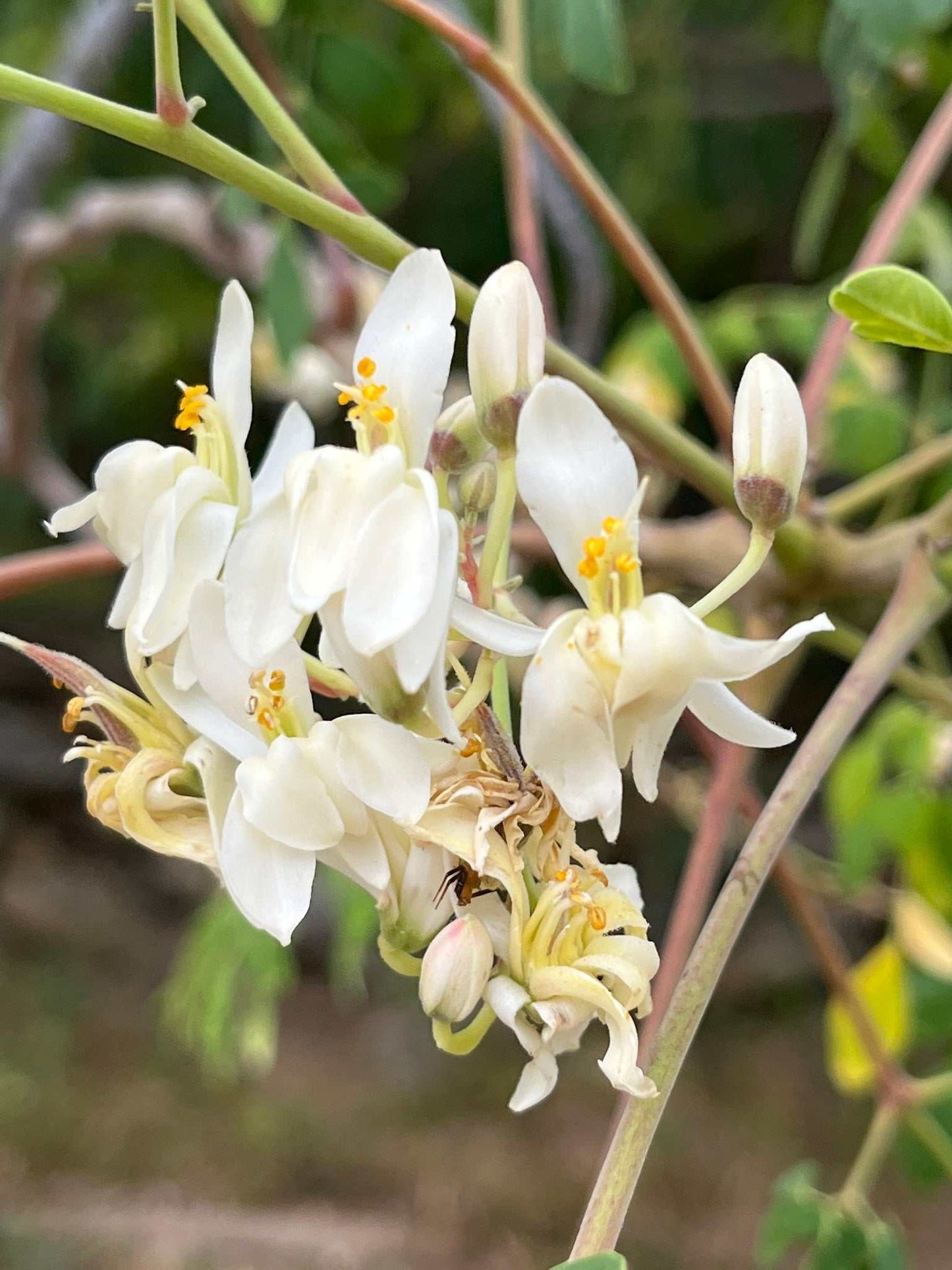 Moringa oleifera | Pepparrotsträd