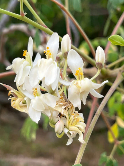 Moringa oleifera | Pepparrotsträd