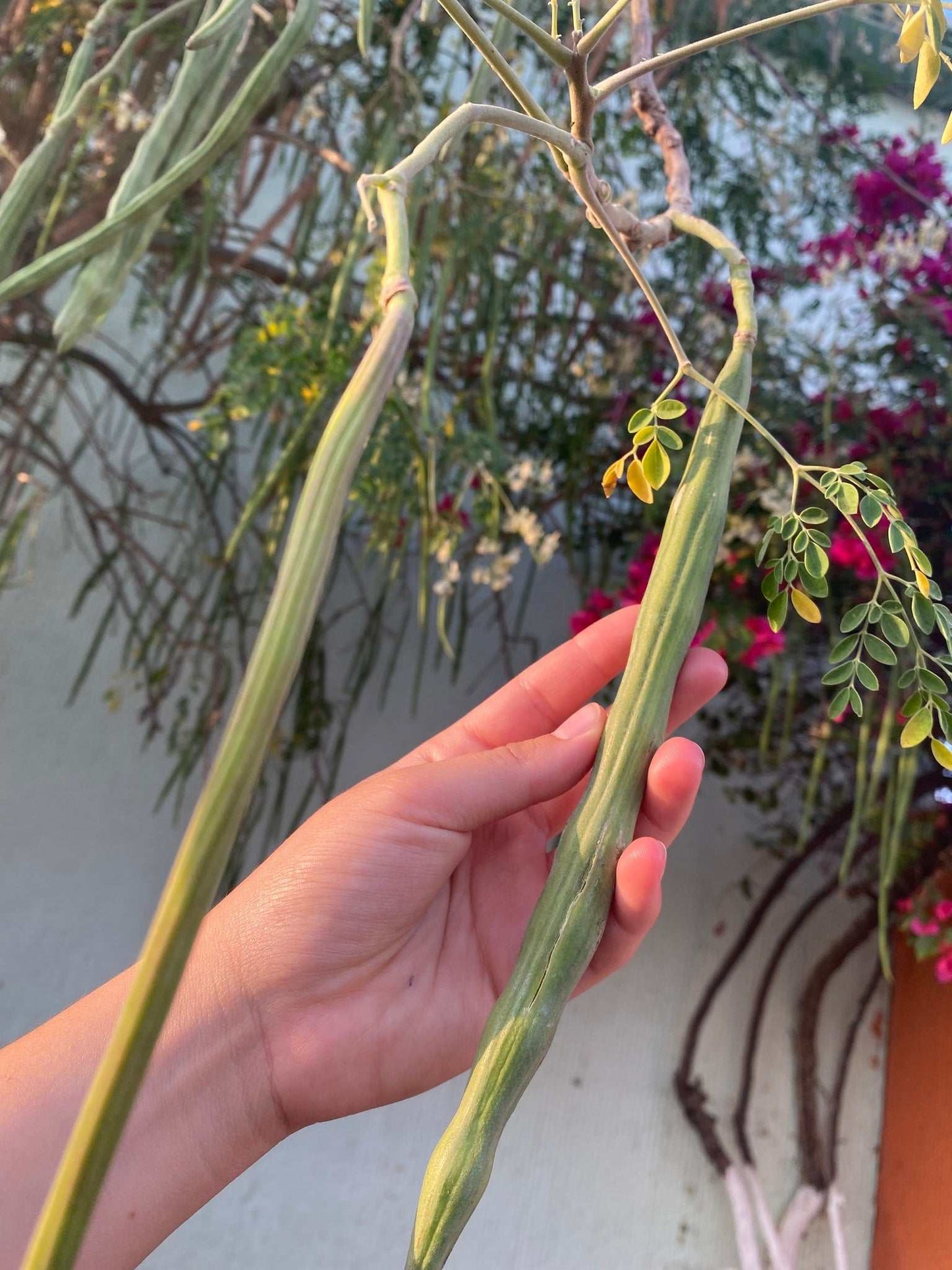 Moringa oleifera | Pepparrotsträd