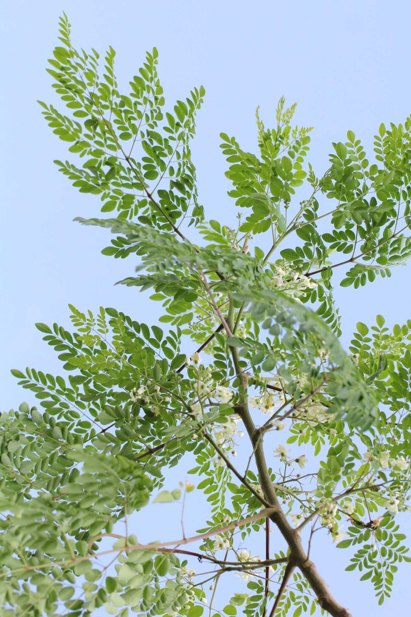 Moringa oleifera | Pepparrotsträd