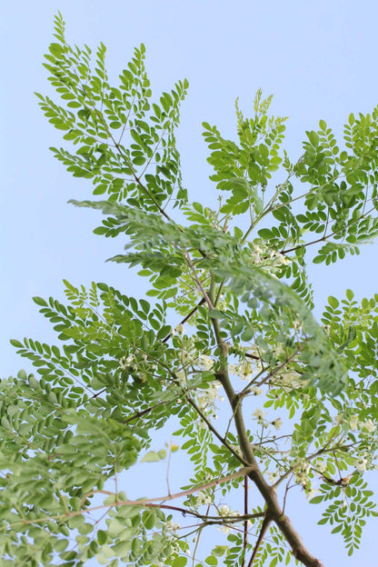 Moringa oleifera | Pepparrotsträd