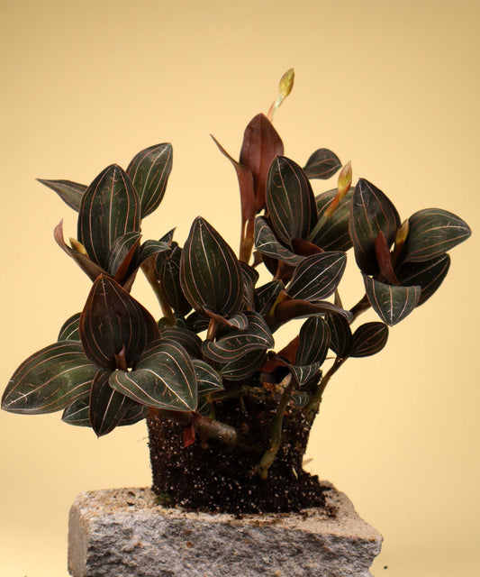 Ludisia discolor 'Juvelorkidé'