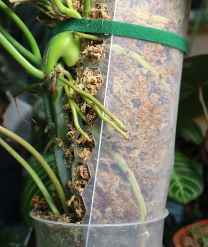 Mosspåle genomskinlig - Matt