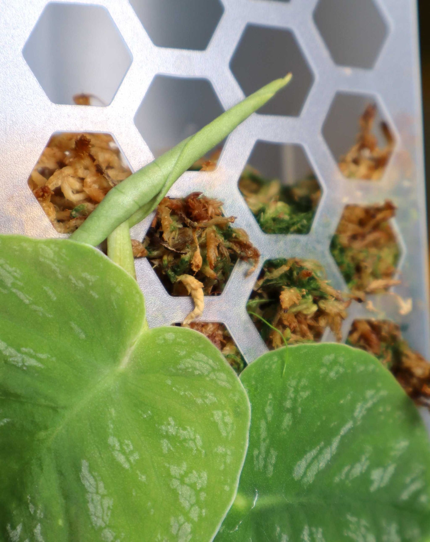 Mosspåle genomskinlig - Matt