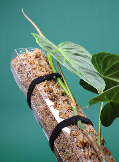 Mosspåle genomskinlig - Klar