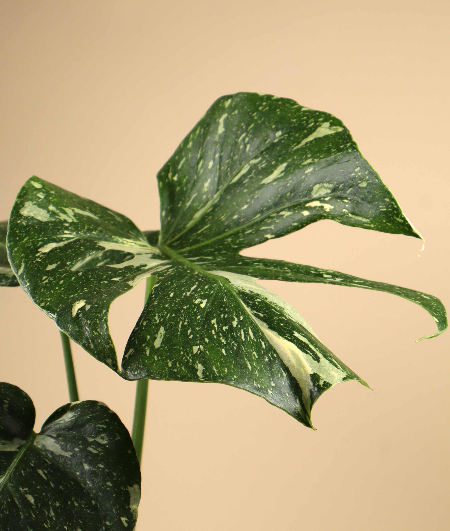 Monstera Thai Constellation