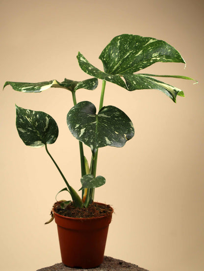 Monstera Thai Constellation