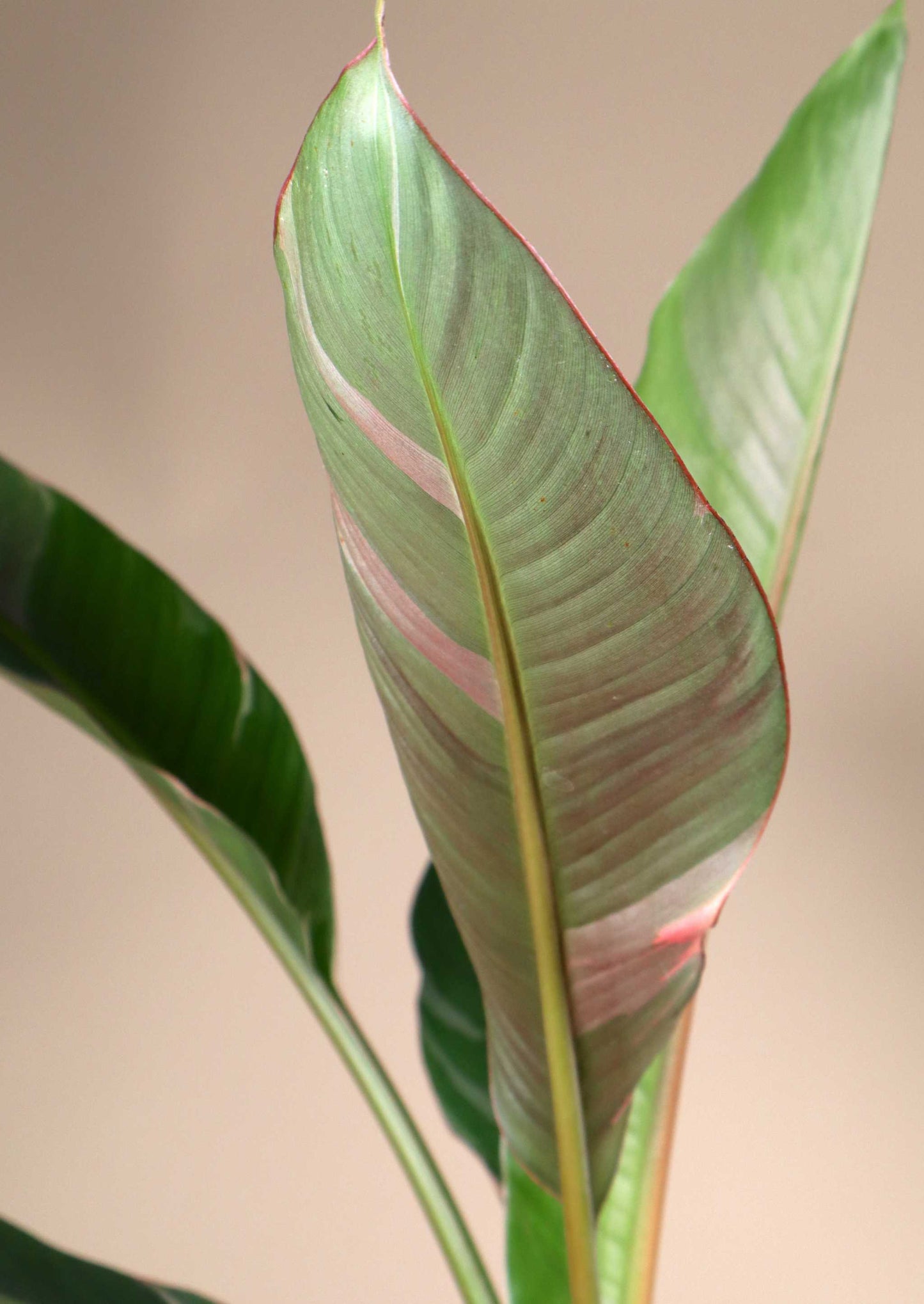 Musa Nono 'Hot pink banana'