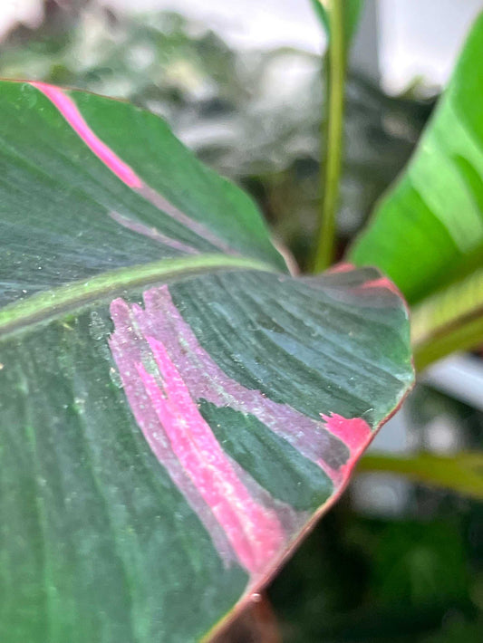 Musa Nono 'Hot pink banana'