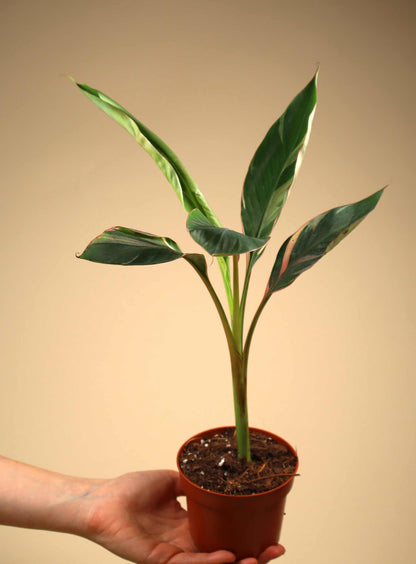 Musa Nono 'Hot pink banana'