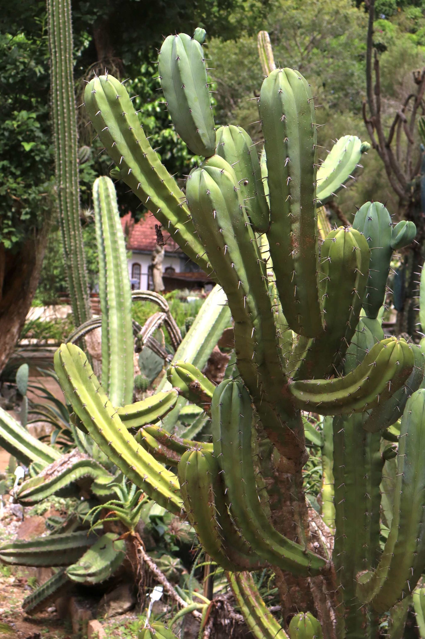 Myrtillocactus geometrizans 'Blåbärskaktus'