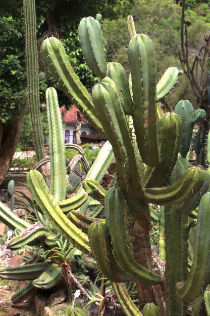 Myrtillocactus geometrizans 'Blåbärskaktus'