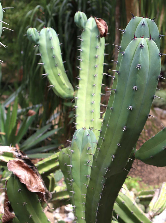 Myrtillocactus geometrizans 'Blåbärskaktus'