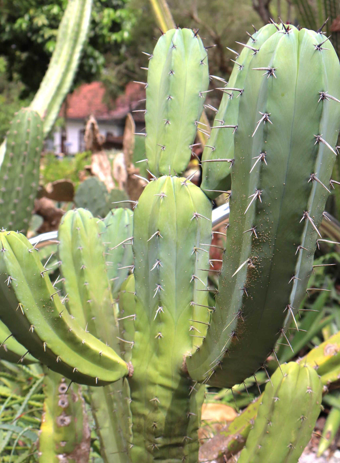 Myrtillocactus geometrizans 'Blåbärskaktus'