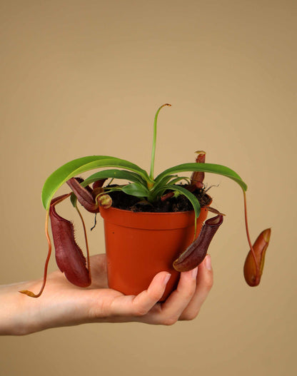 Nepenthes singalana