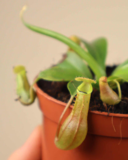 Nepenthes alata 'Krug'