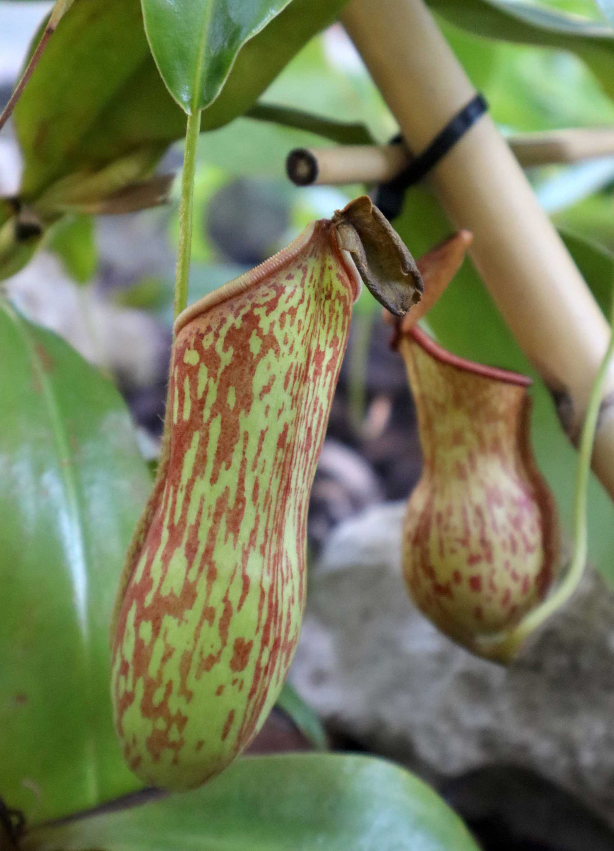 Nepenthes × Gaya 'Pitchfinch'