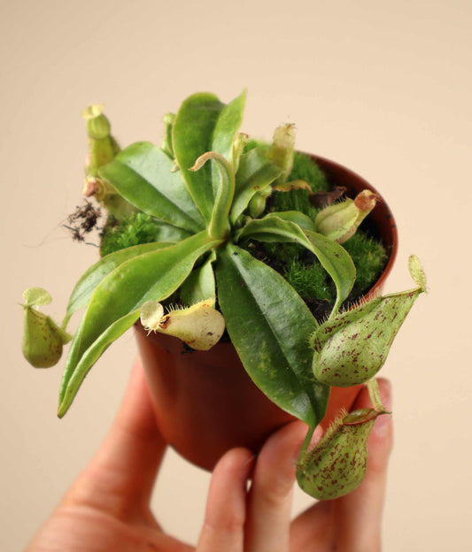 Nepenthes x hookeriana