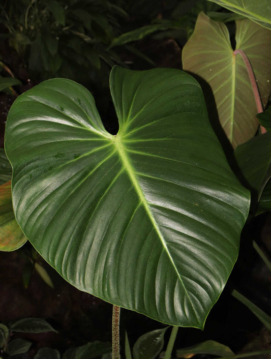 Philodendron nangaritense 'Fuzzy Petiole'
