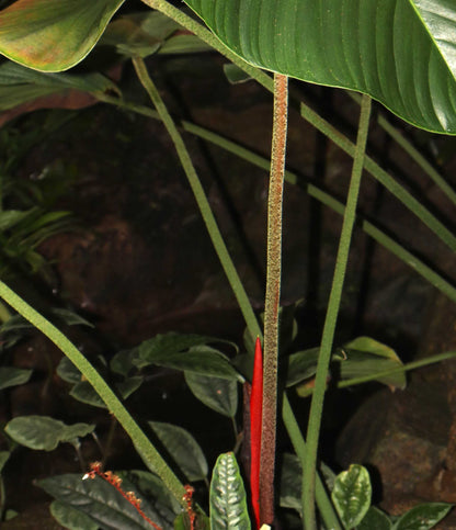 Philodendron nangaritense 'Fuzzy Petiole'