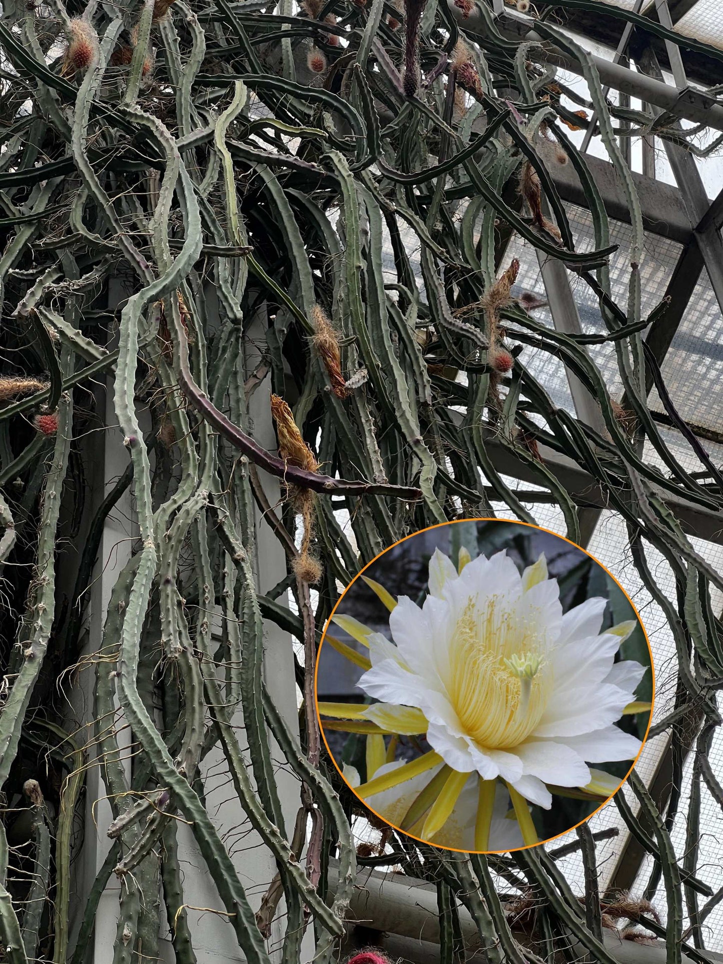 Selenicereus grandiflorus 'nattens drottning'